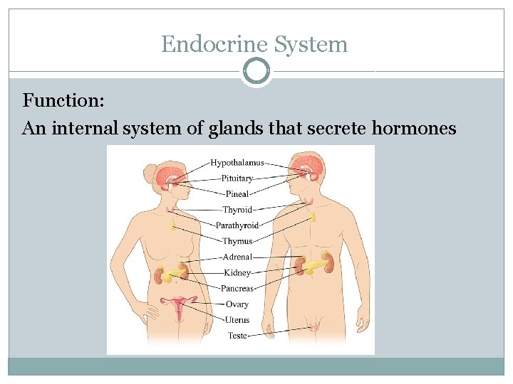 Endocrine System Function: An internal system of glands that secrete hormones 