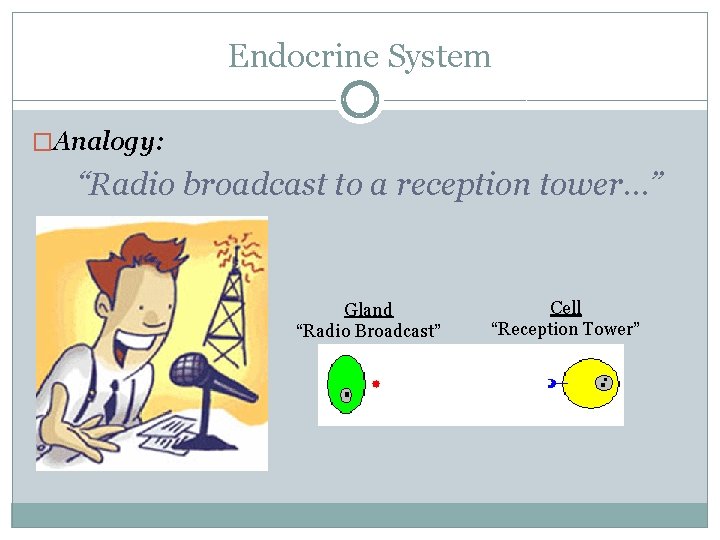 Endocrine System �Analogy: “Radio broadcast to a reception tower…” Gland “Radio Broadcast” Cell “Reception