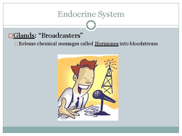 Endocrine System �Glands: “Broadcasters” �Release chemical messages called Hormones into bloodstream 