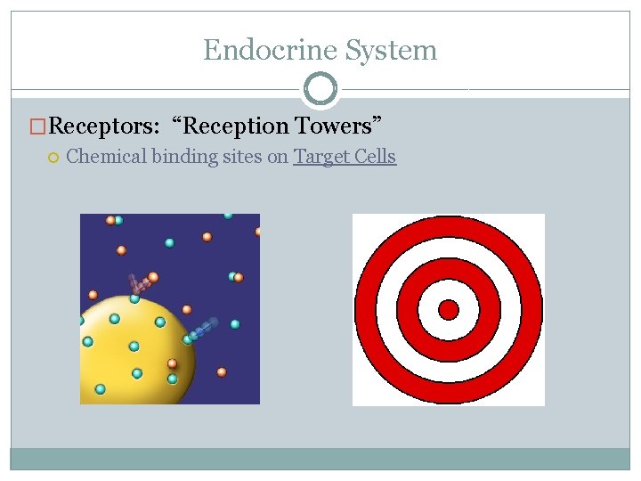 Endocrine System �Receptors: “Reception Towers” Chemical binding sites on Target Cells 