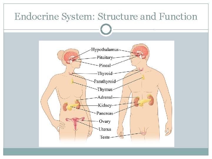 Endocrine System: Structure and Function 