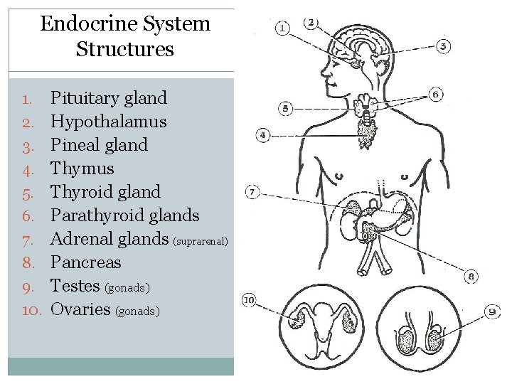 Endocrine System Structures 1. 2. 3. 4. 5. 6. 7. 8. 9. 10. Pituitary