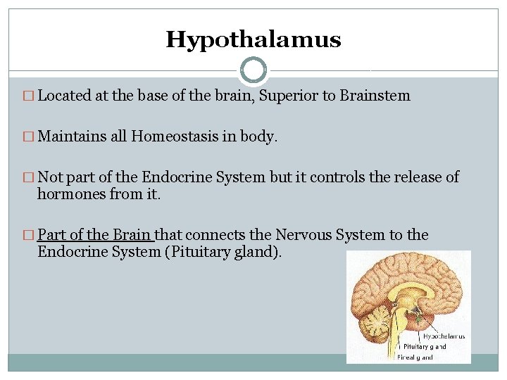 Hypothalamus � Located at the base of the brain, Superior to Brainstem � Maintains