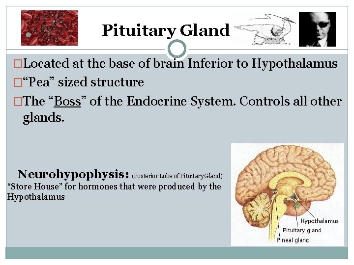 Pituitary Gland: �Located at the base of brain Inferior to Hypothalamus �“Pea” sized structure