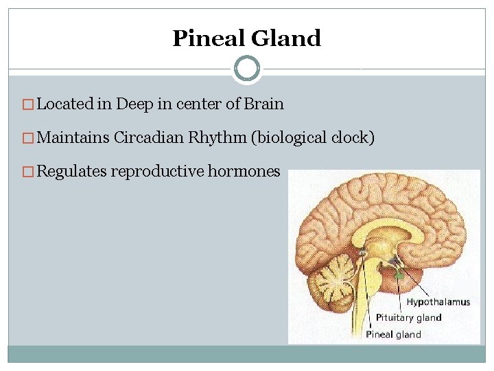 Pineal Gland � Located in Deep in center of Brain � Maintains Circadian Rhythm