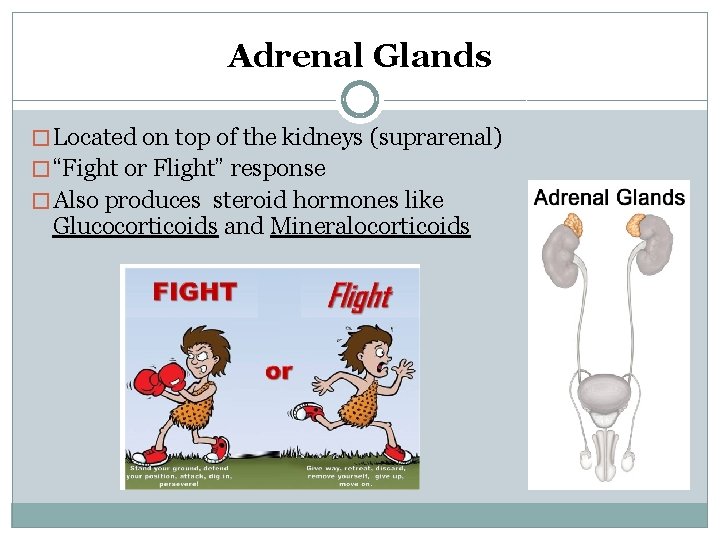 Adrenal Glands � Located on top of the kidneys (suprarenal) � “Fight or Flight”