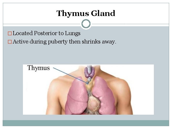 Thymus Gland � Located Posterior to Lungs � Active during puberty then shrinks away.