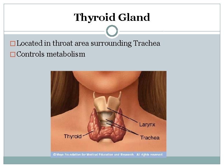 Thyroid Gland � Located in throat area surrounding Trachea � Controls metabolism 