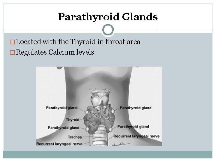 Parathyroid Glands � Located with the Thyroid in throat area � Regulates Calcium levels