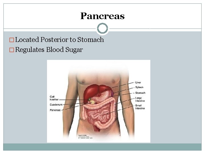 Pancreas � Located Posterior to Stomach � Regulates Blood Sugar 