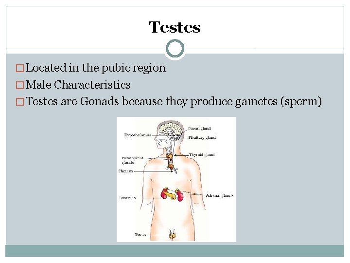 Testes � Located in the pubic region � Male Characteristics � Testes are Gonads