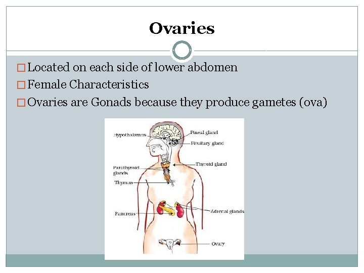 Ovaries � Located on each side of lower abdomen � Female Characteristics � Ovaries