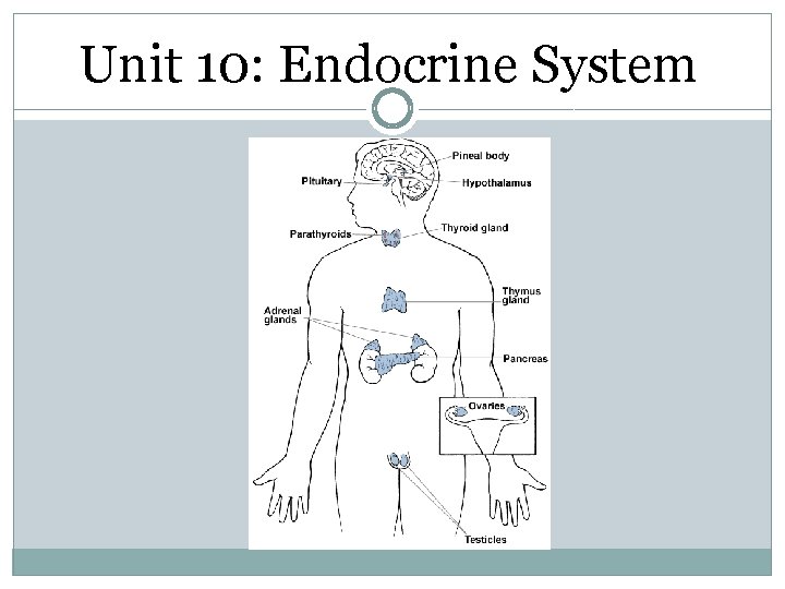 Unit 10: Endocrine System 