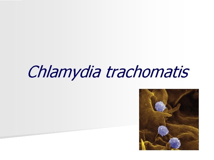 Chlamydia trachomatis 