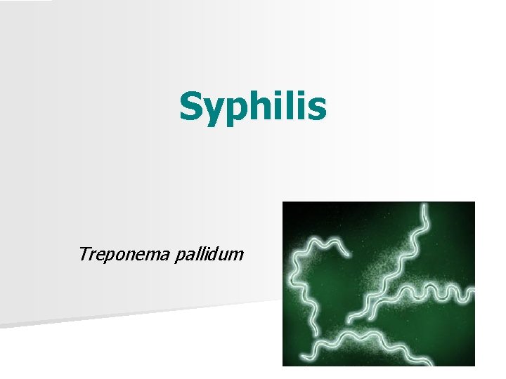 Syphilis Treponema pallidum 