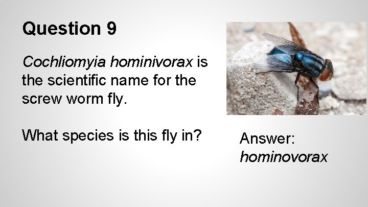 Question 9 Cochliomyia hominivorax is the scientific name for the screw worm fly. What