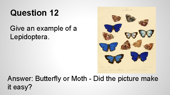 Question 12 Give an example of a Lepidoptera. Answer: Butterfly or Moth - Did