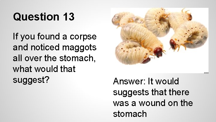 Question 13 If you found a corpse and noticed maggots all over the stomach,