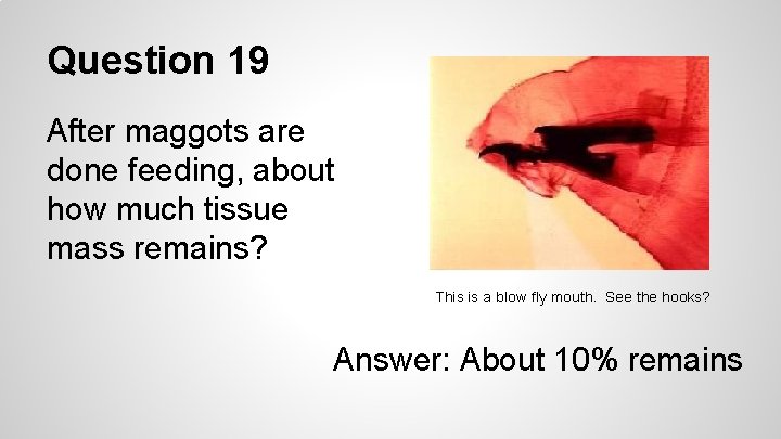 Question 19 After maggots are done feeding, about how much tissue mass remains? This