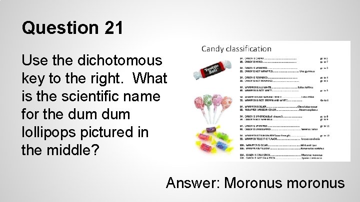 Question 21 Use the dichotomous key to the right. What is the scientific name
