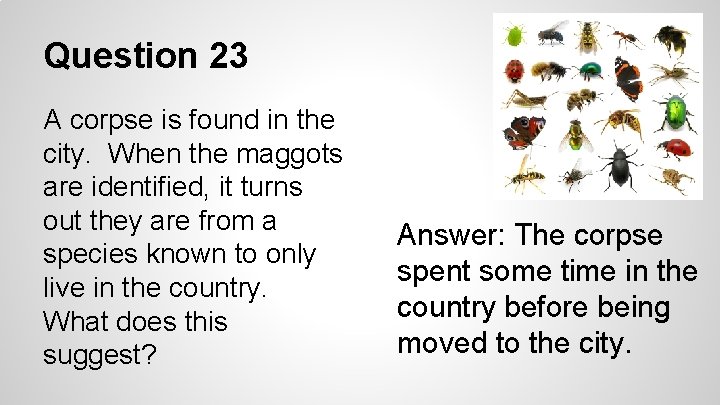 Question 23 A corpse is found in the city. When the maggots are identified,