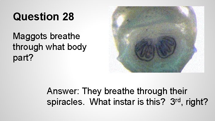 Question 28 Maggots breathe through what body part? Answer: They breathe through their spiracles.