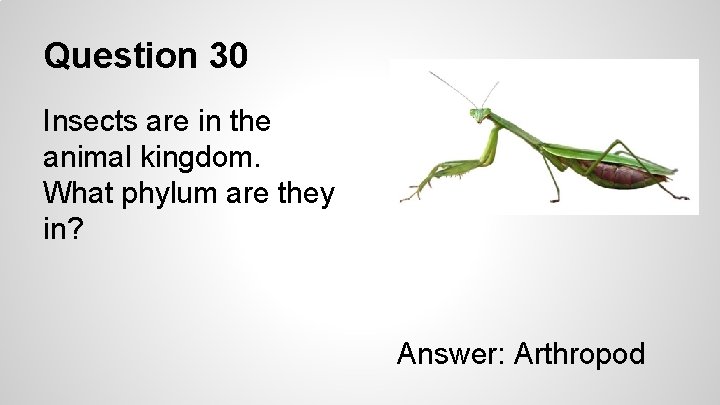 Question 30 Insects are in the animal kingdom. What phylum are they in? Answer: