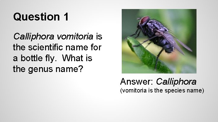 Question 1 Calliphora vomitoria is the scientific name for a bottle fly. What is