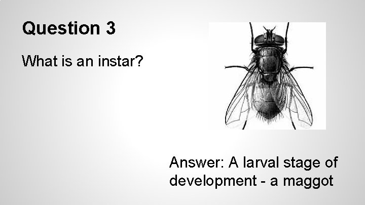 Question 3 What is an instar? Answer: A larval stage of development - a