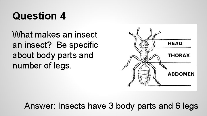 Question 4 What makes an insect? Be specific about body parts and number of