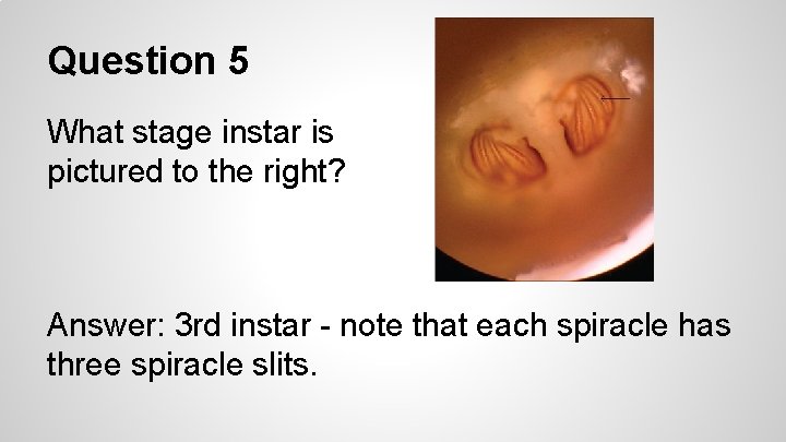 Question 5 What stage instar is pictured to the right? Answer: 3 rd instar