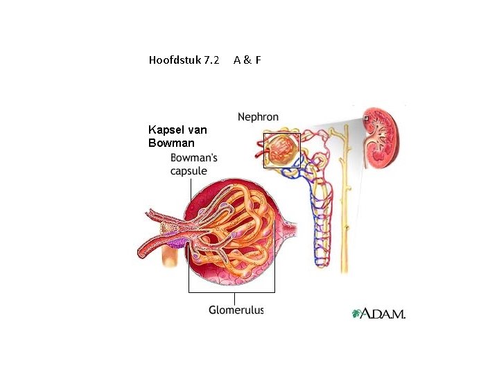 Hoofdstuk 7. 2 Kapsel van Bowman A&F 