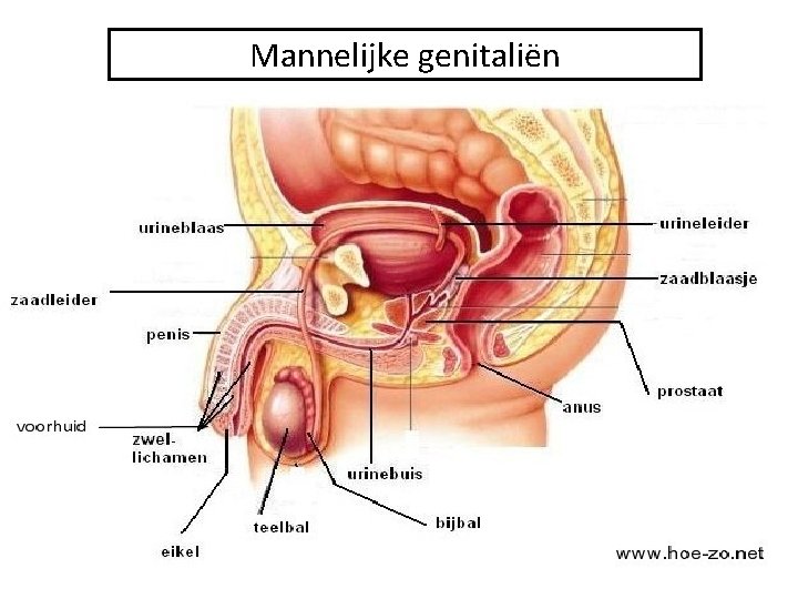 Mannelijke genitaliën 