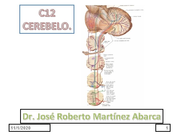 C 12 CEREBELO. Dr. José Roberto Martínez Abarca 11/1/2020 1 