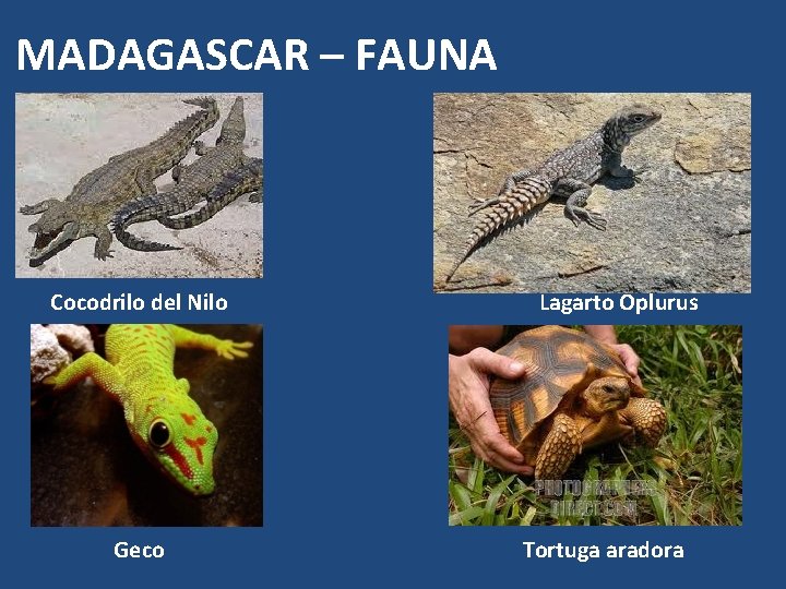 MADAGASCAR – FAUNA Cocodrilo del Nilo Geco Lagarto Oplurus Tortuga aradora 