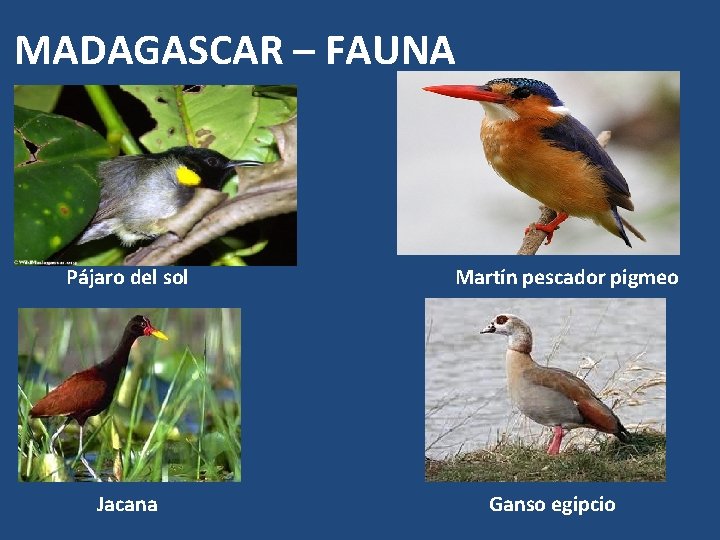 MADAGASCAR – FAUNA Pájaro del sol Jacana Martín pescador pigmeo Ganso egipcio 