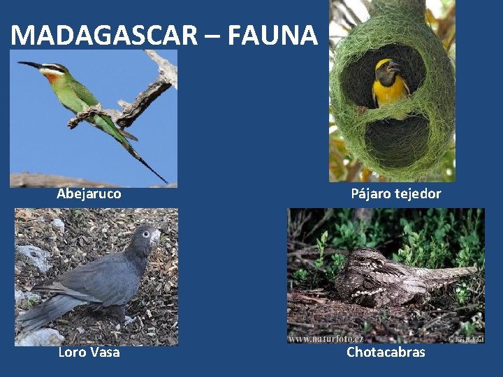 MADAGASCAR – FAUNA Abejaruco Pájaro tejedor Loro Vasa Chotacabras 
