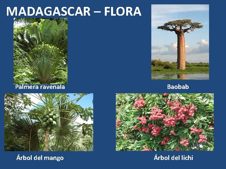 MADAGASCAR – FLORA Palmera ravenala Árbol del mango Baobab Árbol del lichi 