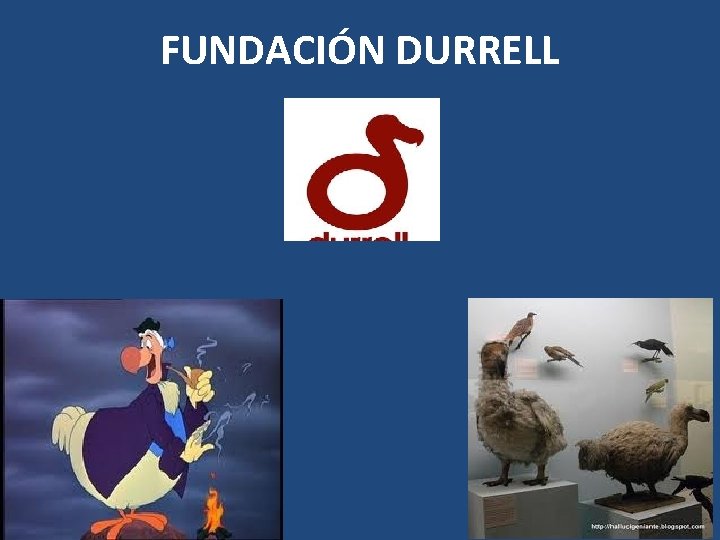 FUNDACIÓN DURRELL 