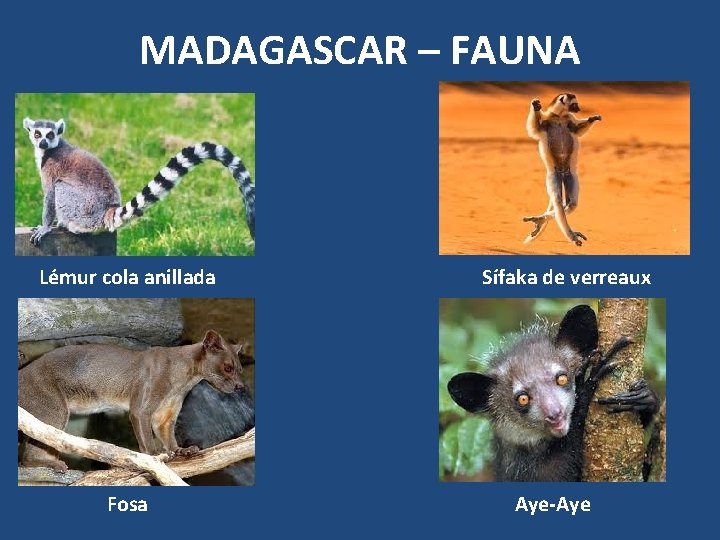 MADAGASCAR – FAUNA Lémur cola anillada Fosa Sífaka de verreaux Aye-Aye 