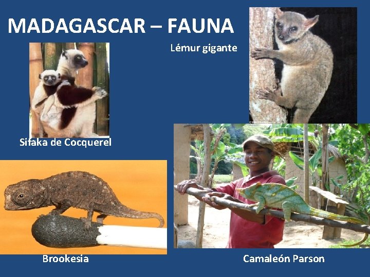 MADAGASCAR – FAUNA Lémur gigante Sifaka de Cocquerel Brookesia Camaleón Parson 