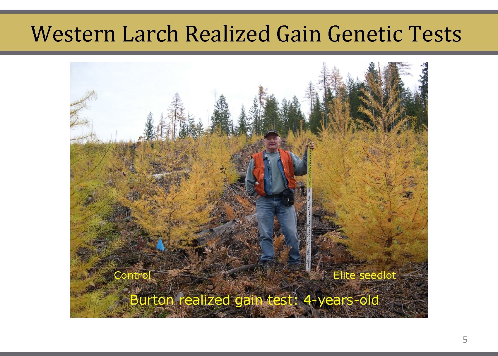 Western Larch Realized Gain Genetic Tests Control Elite seedlot Burton realized gain test: 4