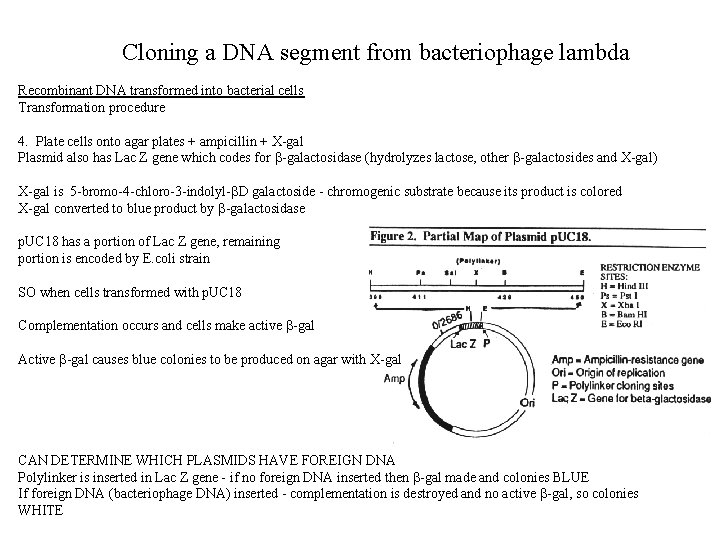 cloning a dna segment from