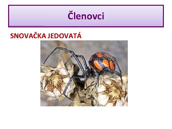 Členovci SNOVAČKA JEDOVATÁ 