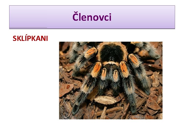 Členovci SKLÍPKANI 