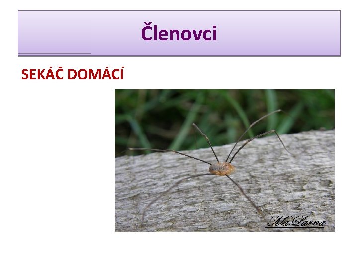 Členovci SEKÁČ DOMÁCÍ 