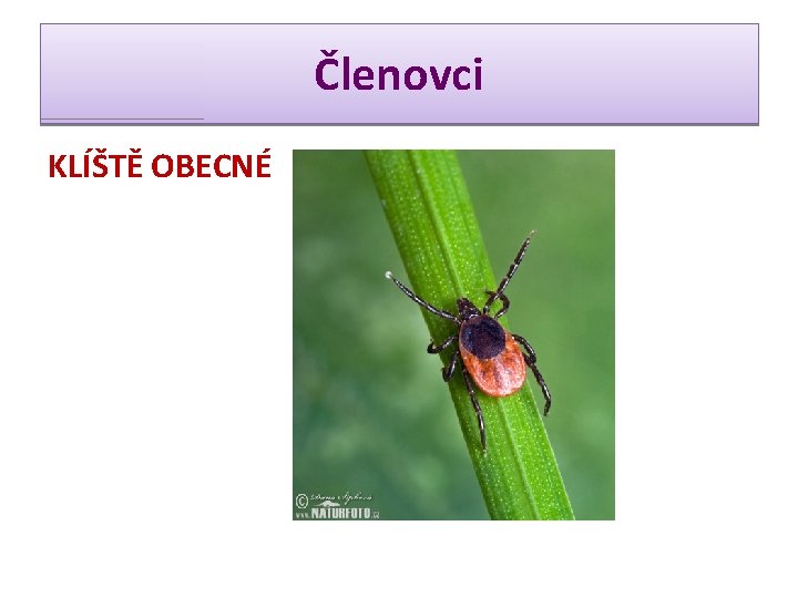 Členovci KLÍŠTĚ OBECNÉ 