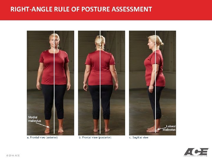 RIGHT-ANGLE RULE OF POSTURE ASSESSMENT © 2014 ACE 