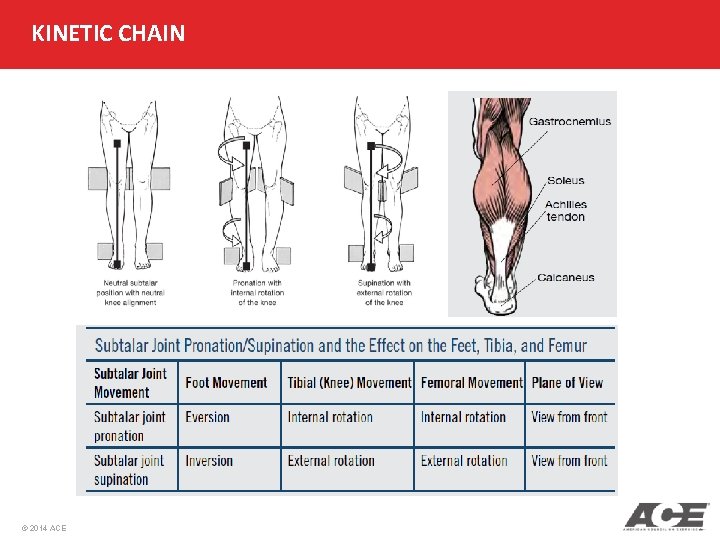 KINETIC CHAIN © 2014 ACE 