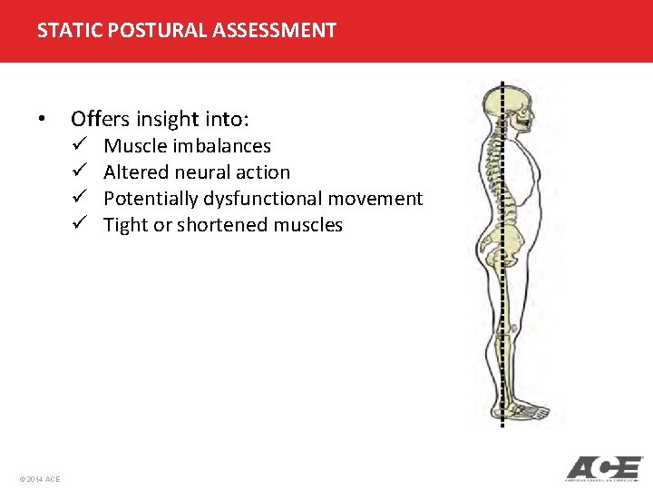 STATIC POSTURAL ASSESSMENT • Offers insight into: ü ü © 2014 ACE Muscle imbalances